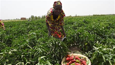 Ensuring Womens Land Rights In Nigeria Can Mitigate Effects Of Climate