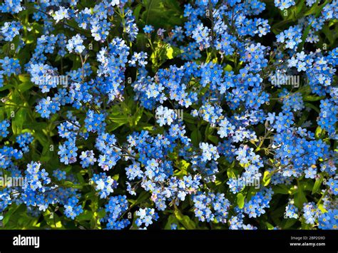 Beautiful Blue Shallow Forget Me Not Flowers Myosotis Sylvatica On