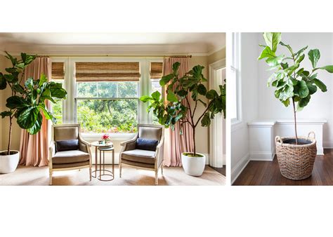 How To Use Plants In The Interior By Anna Samygina