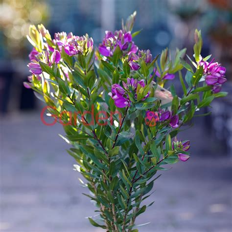 Polygala Grandiflora 20cm Sun Loving Garden World