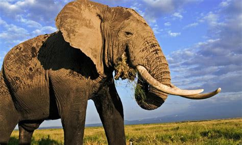 Species Spotlight African Elephant Pages Wwf