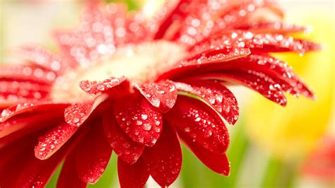 Set beautiful wallpapers for android and iphone! 50+ Flower Screensavers and Wallpaper on WallpaperSafari