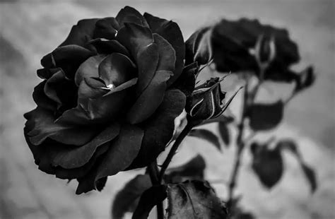 Fantastis 16 Gambar Bunga Ros Hitam Putih Gambar Bunga Indah