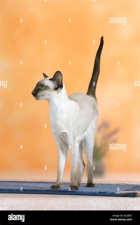 Siamese Cat Standing Hi Res Stock Photography And Images Alamy