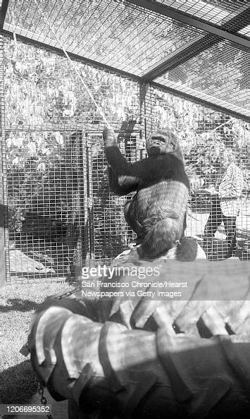 Koko The Gorilla Who Is Being Taught Sign Language October 10 1981