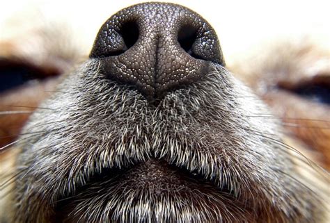 Top 10 How Do You Unclog A Dogs Nose You Need To Know