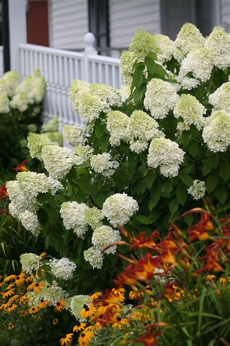 Best Hydrangeas For Every Climate Hydrangea Growing Conditions