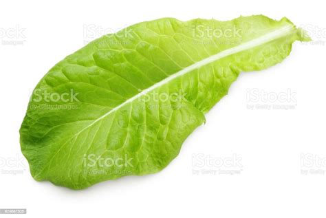 Lettuce Green Leaf Salad Isolated On White Stock Photo Download Image