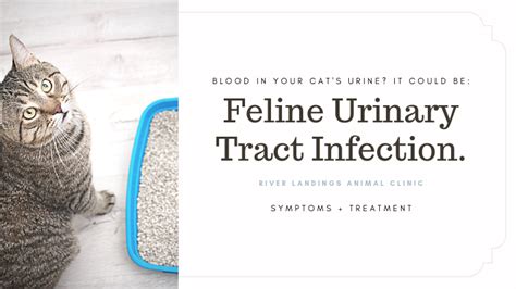 How To Relieve Uti In Cats Gestuul