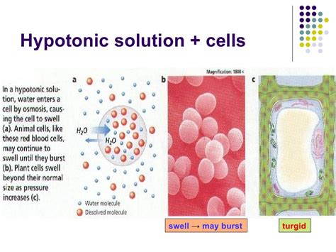 Ppt Cells In Isotonic Hypotonic And Hypertonic Solutions Powerpoint
