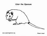 Opossum Coloring Exploringnature sketch template
