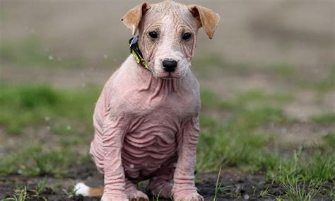 Uk Weather Bald Puppy Needs A New Home After Cruel Owners Abandoned