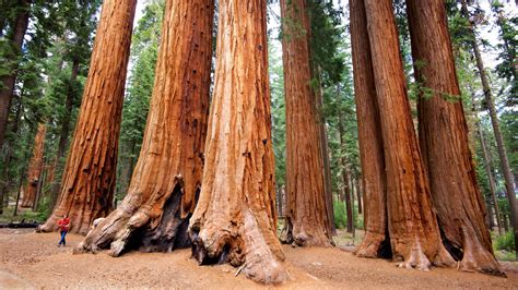 Parc National De Sequoia Et Kings Canyon Et Environs Us Location De