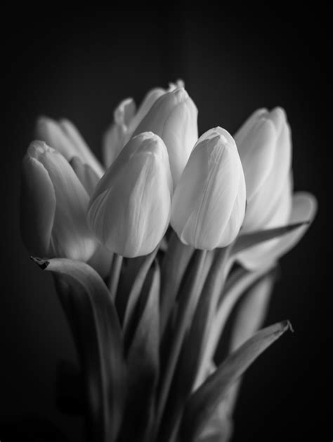 Tulip Iv Tulips White Tulips Black And White