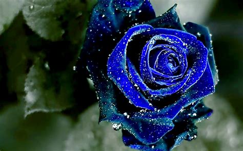 Blue Rose Wallpaper Hd