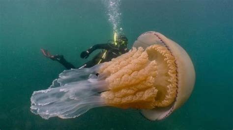 Human Sized Giant Barrel Jellyfish Spotted By Divers Off Uk Coast