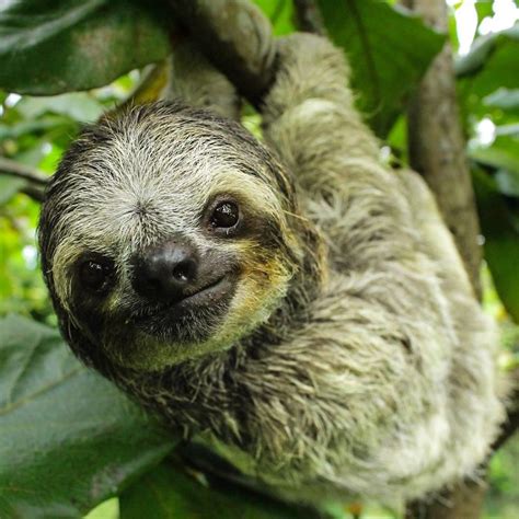 A Picture Of A Cute Baby Sloth Adorable Baby Sloth Is Rescued Just In