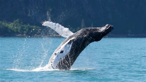 7 Tips For The Best Whale Watching Experience Major Marine Tours