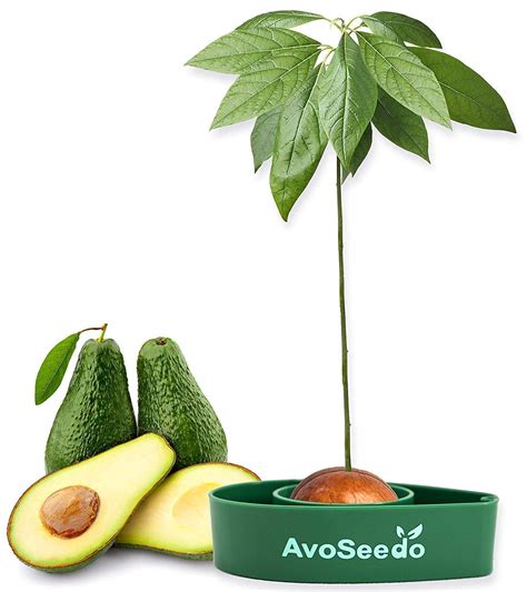 The success of growing avocado indoors lies in providing the correct amount of watering and adequate sunlight exposure. How to Grow and Care for Your Indoor Avocado Tree
