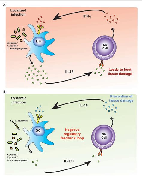 Figure From Activation Of Natural Killer Cells During Microbial Infections Semantic Scholar
