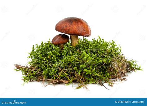 Mushroom Isolated Stock Photo Image Of Closeup Isolated 34374038