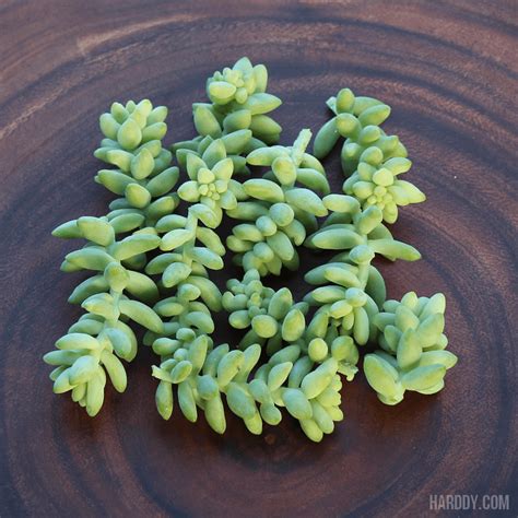 Sedum Burrito Burros Tail Donkey Tail Cutting For Sale Online