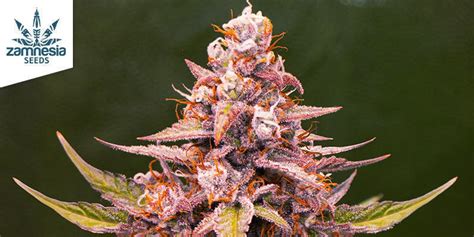 Pink Rozay Cannabis Strain Review And Information Zamnesia