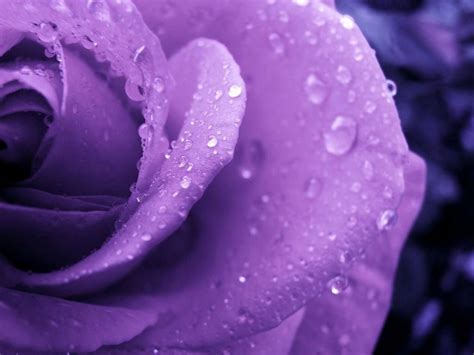 Magnificent Purple Roses Roses Wallpaper 34611051 Fanpop