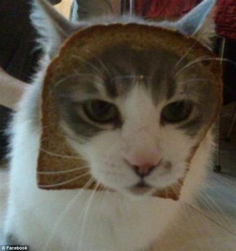 Has The Internet Completely Lost It Dressing Up Cats With