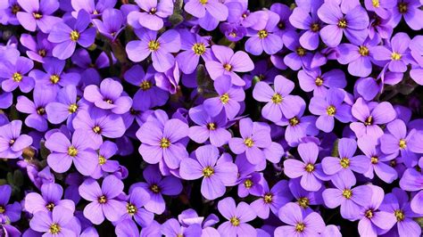 Bunch Of Light Purple Flowers Hd Purple Wallpapers Hd Wallpapers Id