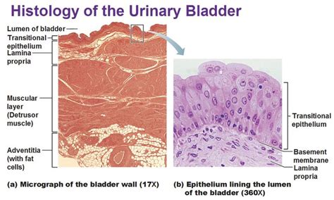 Histology Of Urinary Bladder Transitional Epithelium Muscular Layer