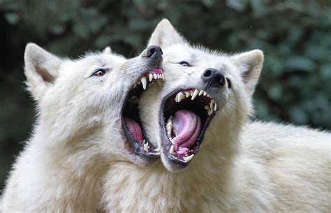 Wolf Kiss Photograph By Libor Ploek