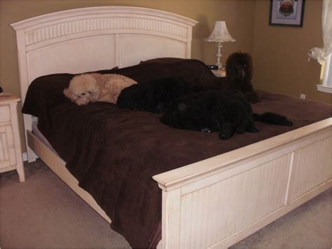 Bedside Platform Dog Bed For Sale Adinaporter