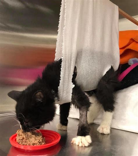 The cats in our care are our top priority. Kitten Can't Walk For Hind Legs, Shows Others She Can Walk ...