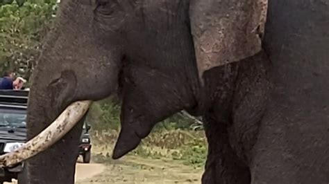 Srilankan Elephant Tusker By Sam Karandana Youtube