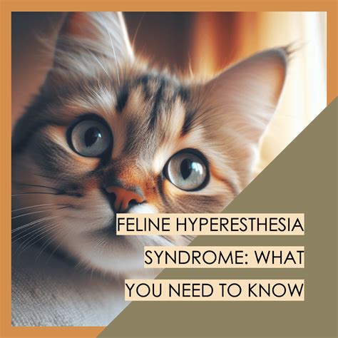Understanding Feline Hyperesthesia Syndrome Causes Symptoms And