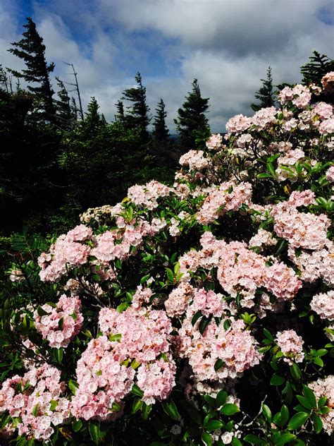 Mountain Laurel, Dolly Sods, West Virginia. Taken by The Wandering