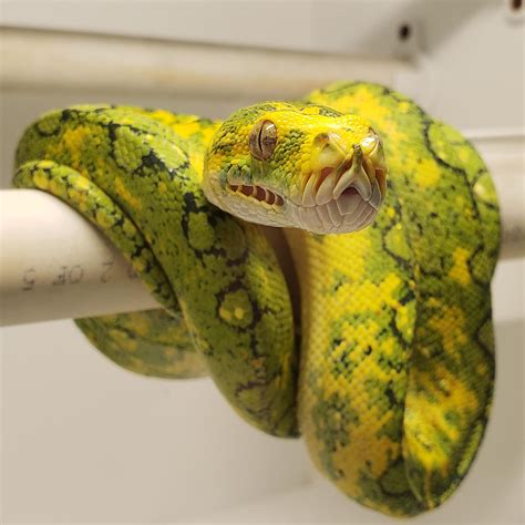 Green Tree Python Care Guide The Critter Depot