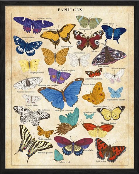 Buy Vintage Butterfly Poster Butterfly Poster Vintage Butterfly Prints