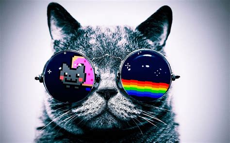 Nyan Cat Cat Glasses Wallpapers Hd Desktop And Mobile Backgrounds