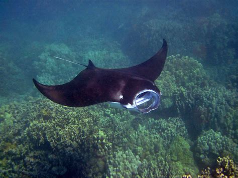 Free Images Wild Underwater Tropical Hawaii Fauna Stingray