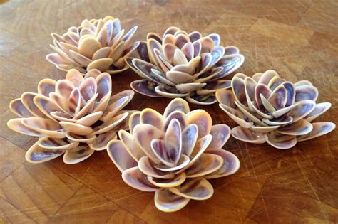 Donax Flowers Shell Crafts Diy Seashell Crafts Sea
