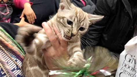 Bengals are the world's most famous and highly bengal colors. Snow Bengal Cats & Kittens at TICA Show - YouTube