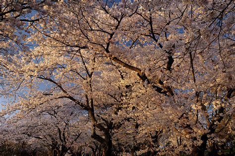 Forest Of Sakura Japanese Flowering Cherry Trees With Hanami Cro