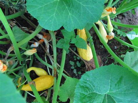 Grow Appalachia And The Summer Squash Continues To