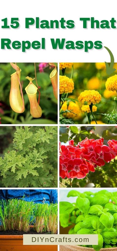 15 Perfect Plants To Repel Wasps From Your Lawn And Garden In 2021