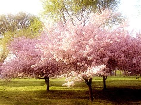 Après de nombreuses années sans taille, les anciens cerisiers nécessitent bien souvent une taille de rajeunissement. Faut-il tailler le cerisier ? - Paperblog