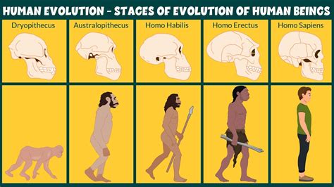 Human Evolution Video Stages Of Evolution Of Human Beings Learning Junction Youtube