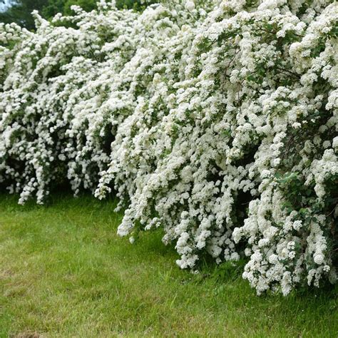 National Plant Network 25 Qt Spirea Reeves Flowering Shrub With White