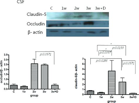 Western Blot Analysis Of Tight Junctional Proteins Occludin And